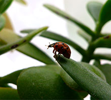 Leaf Jumper