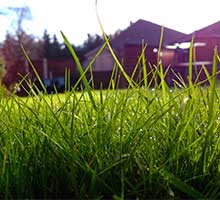 Lurking In The Grass